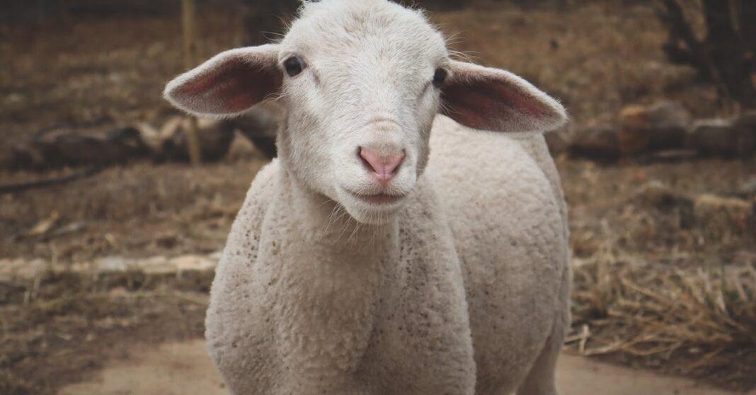 découvrez tout sur la cultivation : techniques, conseils et astuces pour réussir la culture de vos plantes, que vous soyez débutant ou expert. guide complet pour améliorer vos récoltes et entretenir votre jardin efficacement.