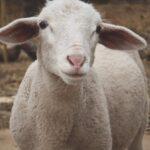 Le souci des champs : astuces pour une culture réussie découvrez tout sur la cultivation : techniques, conseils et astuces pour réussir la culture de vos plantes, que vous soyez débutant ou expert. guide complet pour améliorer vos récoltes et entretenir votre jardin efficacement.