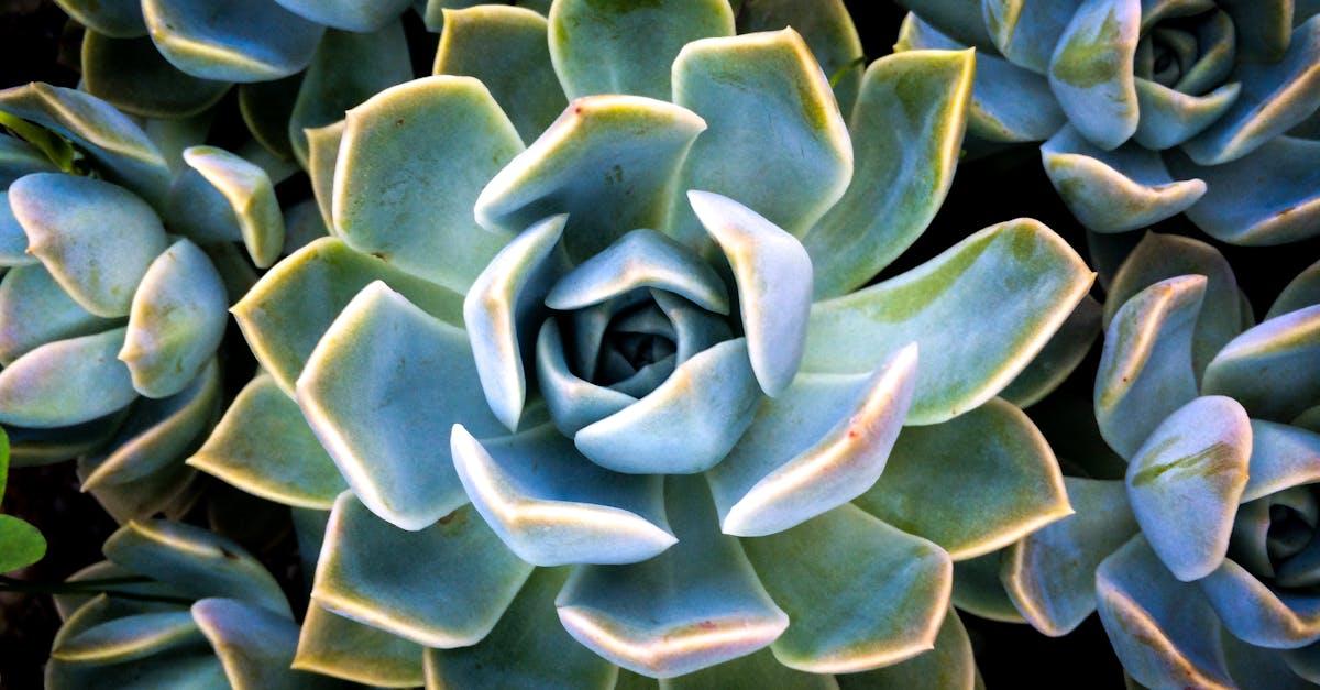 découvrez l'echeveria, une plante succulente facile à entretenir, idéale pour décorer votre intérieur ou votre jardin. profitez de ses formes originales et de ses magnifiques couleurs.