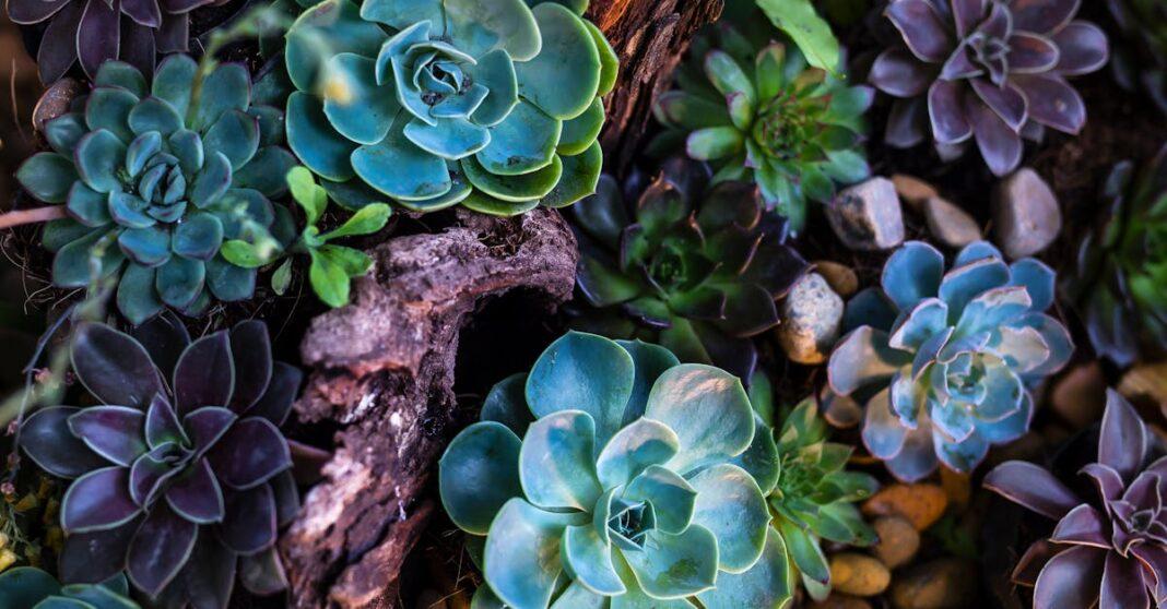 découvrez l'echeveria, une plante succulente prisée pour ses feuilles charnues en rosette et sa facilité d'entretien. conseils de culture, arrosage, exposition et astuces pour embellir votre intérieur ou jardin.