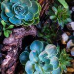 Echeveria : conseils pour une culture et un entretien réussis découvrez l'echeveria, une plante succulente prisée pour ses feuilles charnues en rosette et sa facilité d'entretien. conseils de culture, arrosage, exposition et astuces pour embellir votre intérieur ou jardin.