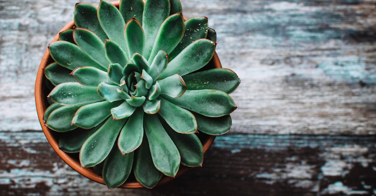 découvrez l'echeveria, une plante succulente élégante et facile à entretenir, idéale pour décorer votre intérieur ou votre jardin. conseils d'entretien, variétés et astuces pour une croissance optimale.