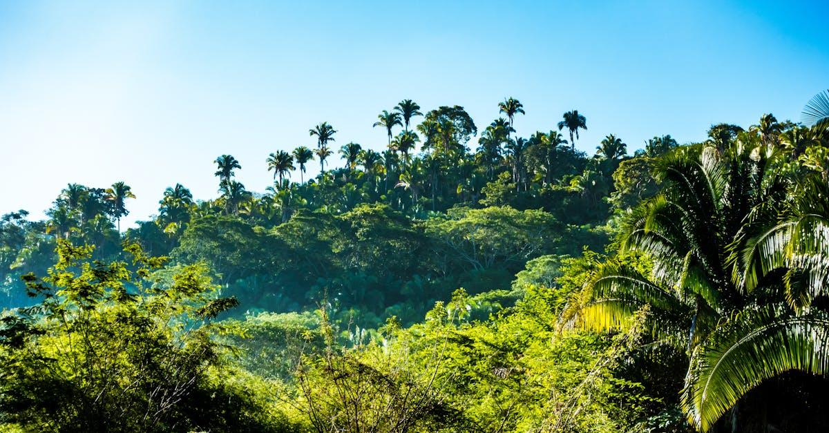 découvrez une sélection unique de plantes exotiques pour sublimer votre intérieur ou jardin. conseils d'entretien, variétés rares et astuces pour réussir la culture de vos plantes exotiques.