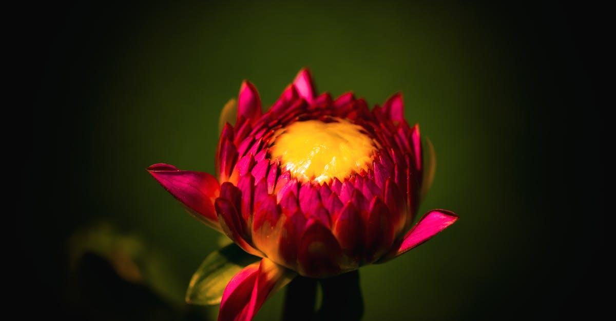 découvrez des conseils pratiques et des idées créatives pour aménager vos flowerbeds et sublimer votre jardin avec des massifs fleuris colorés et harmonieux toute l’année.