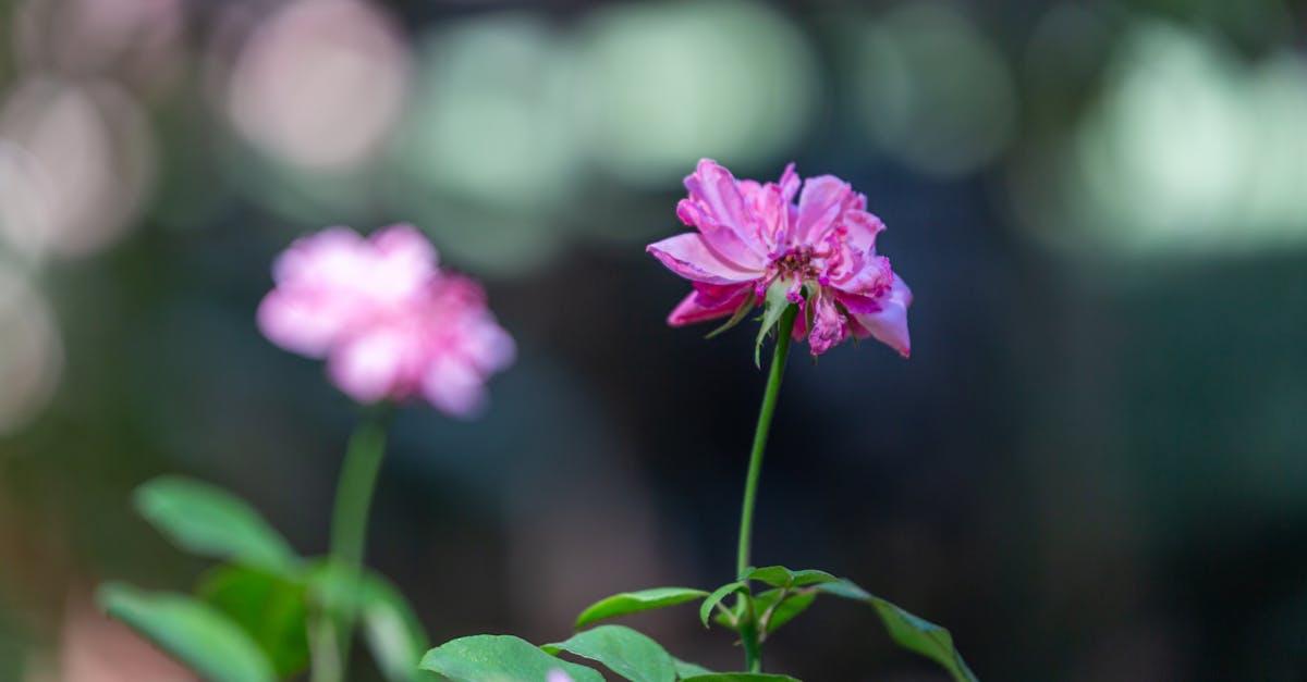 découvrez tout sur le flowering, la période de floraison des plantes : conseils, étapes clés et astuces pour favoriser de magnifiques fleurs dans votre jardin ou intérieur.