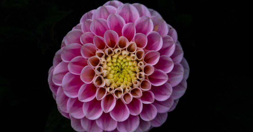 découvrez tout sur le flowering : techniques, conseils et astuces pour réussir la floraison de vos plantes et obtenir des résultats spectaculaires dans votre jardin ou intérieur.