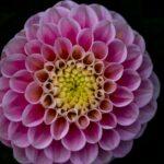 découvrez tout sur le flowering : techniques, conseils et astuces pour réussir la floraison de vos plantes et obtenir des résultats spectaculaires dans votre jardin ou intérieur.