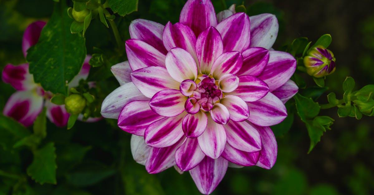 découvrez tout ce qu'il faut savoir sur la floraison : étapes, conseils d’entretien et astuces pour obtenir des plantes fleuries et éclatantes toute l’année.