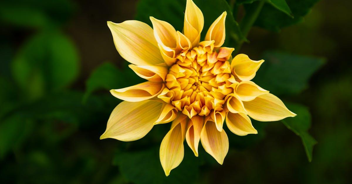 découvrez tout sur le flowering : conseils, techniques et astuces pour réussir la floraison de vos plantes, optimiser leur croissance et obtenir des fleurs éclatantes.