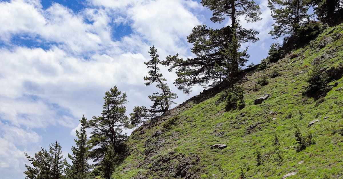 découvrez comment créer un talus fleuri pour sublimer votre jardin : idées de plantations, conseils d’entretien et inspirations pour une pente fleurie toute l’année.