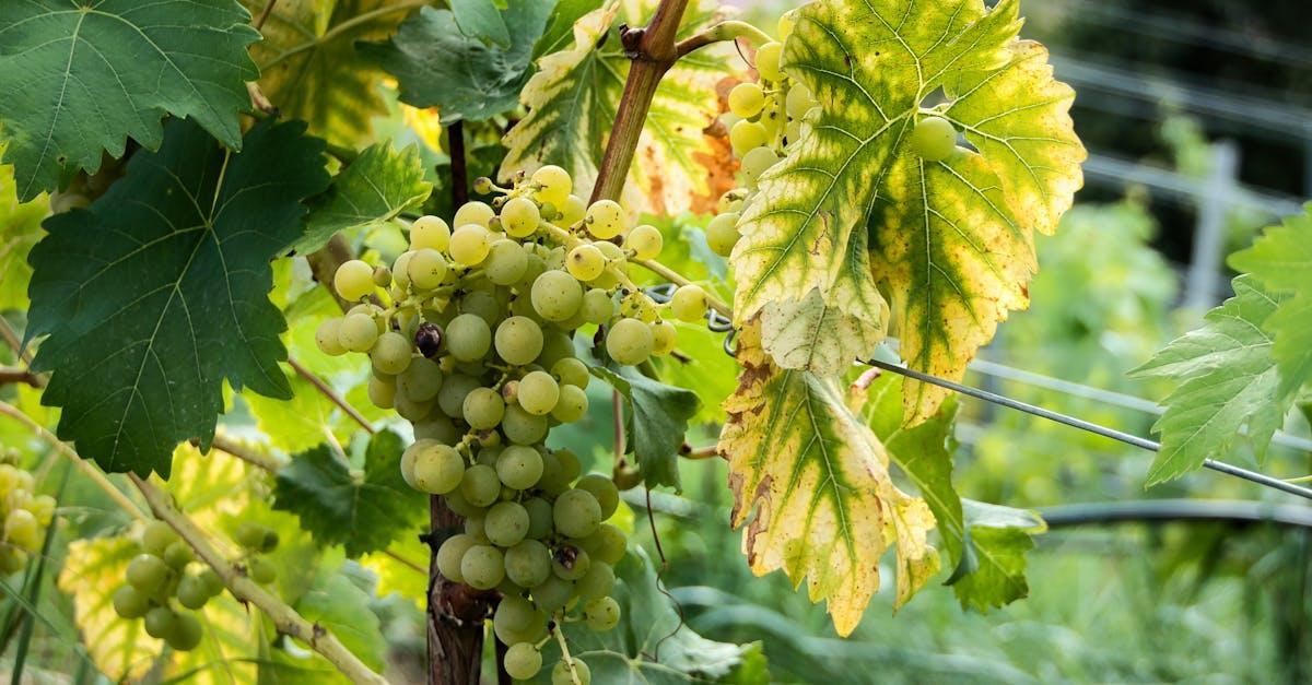 découvrez comment préparer un délicieux coulis de fruits maison, idéal pour accompagner vos desserts, yaourts ou glaces. recette facile, rapide et savoureuse pour sublimer tous vos plats sucrés.