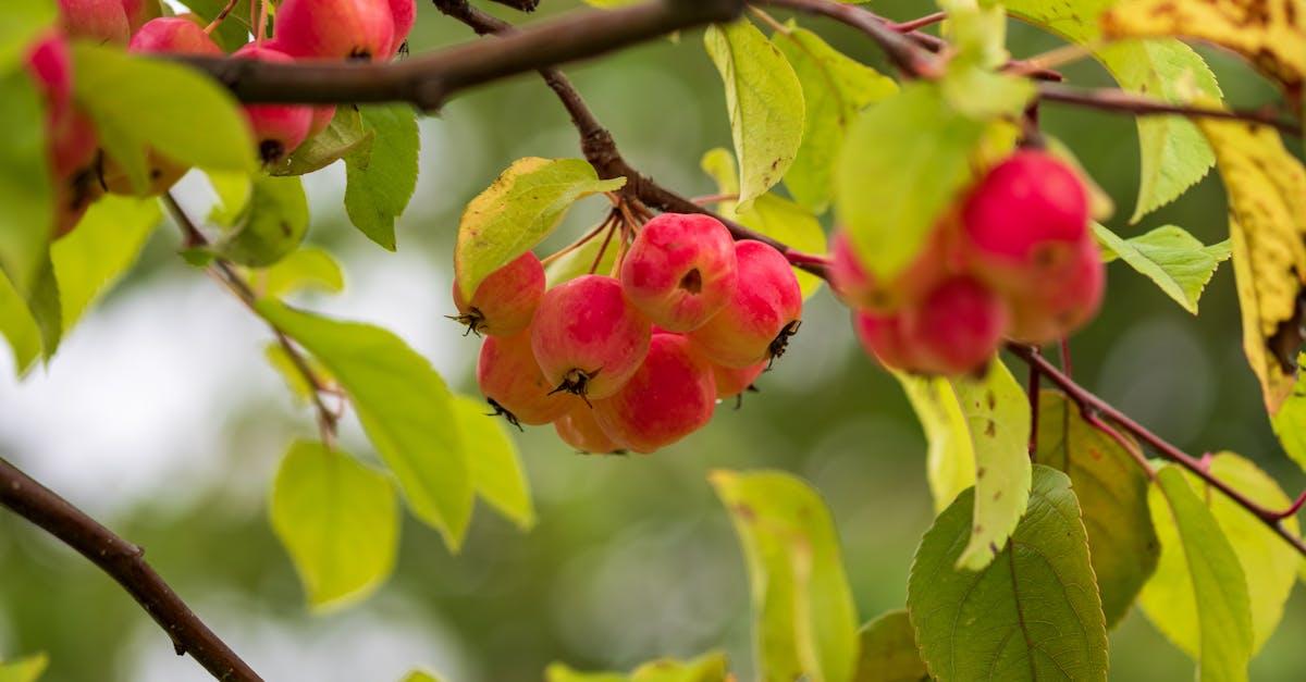 découvrez comment préparer un délicieux coulis de fruits maison, parfait pour accompagner vos desserts, glaces ou yaourts. recette simple, rapide et pleine de saveurs !