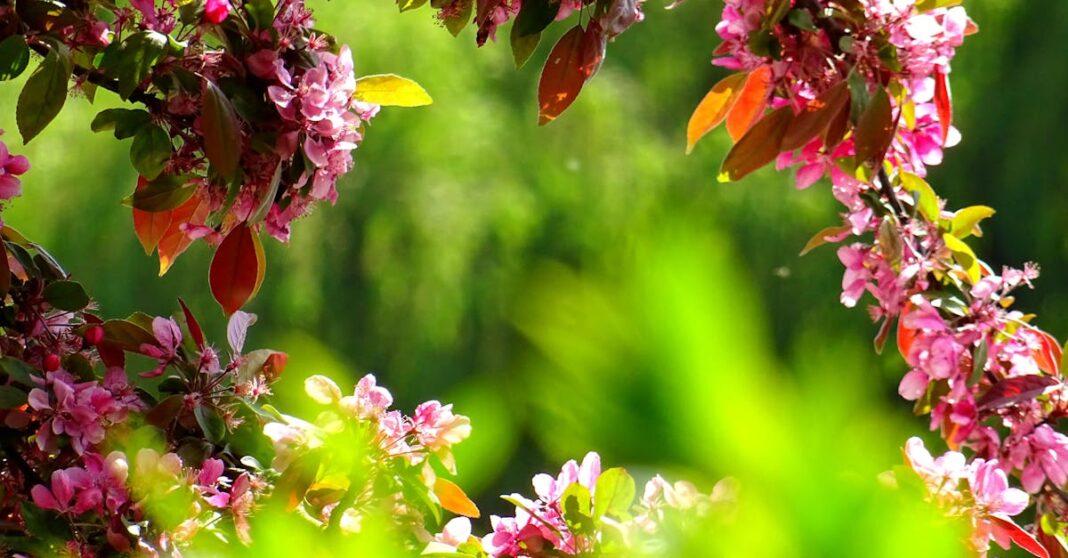 découvrez des idées, conseils et astuces pour créer et entretenir un jardin magnifique toute l'année. inspirations, plantes, aménagement et décoration de votre espace extérieur.