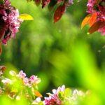 découvrez des idées, conseils et astuces pour créer et entretenir un jardin magnifique toute l'année. inspirations, plantes, aménagement et décoration de votre espace extérieur.