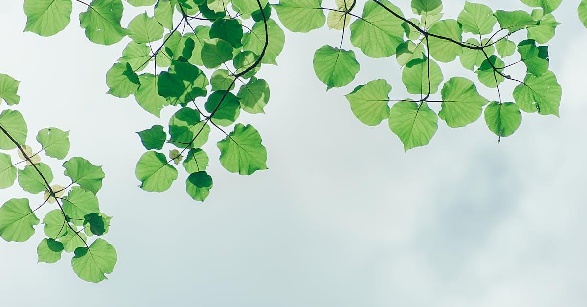 découvrez nos conseils et idées pour aménager, entretenir et profiter de votre jardin toute l’année. inspirez-vous pour créer un espace vert harmonieux et accueillant !