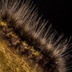 Transformez votre jardin allongé : un avant-après inspirant donnez une nouvelle vie à votre jardin grâce à nos conseils et idées de transformation. découvrez des astuces pratiques pour aménager, décorer et optimiser votre espace extérieur selon vos envies et votre budget !