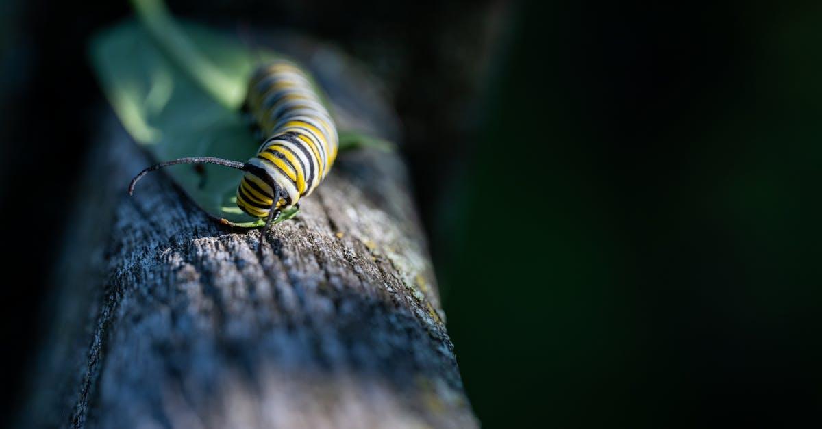 découvrez comment transformer votre jardin en un espace extérieur beau et fonctionnel grâce à nos conseils et idées de garden transformation. améliorez votre cadre de vie dès aujourd'hui !