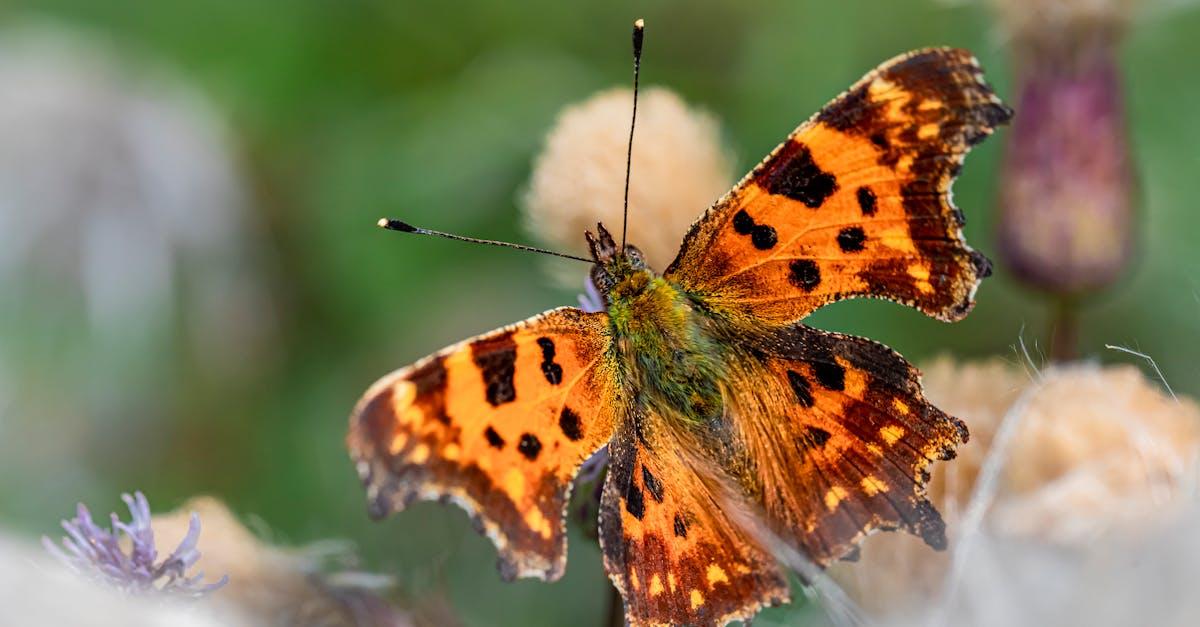 envie de métamorphoser votre jardin ? découvrez nos conseils et idées créatives pour transformer votre espace extérieur en un véritable havre de paix, adapté à tous les besoins et budgets.