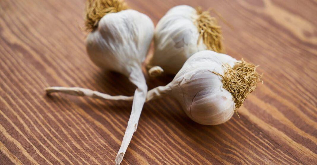 découvrez tous les bienfaits de l'ail : ses vertus santé, ses utilisations culinaires et ses astuces de conservation pour profiter pleinement de ce condiment naturel incontournable.