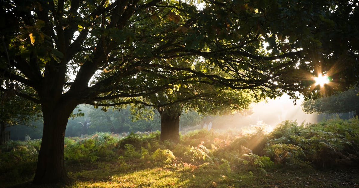 découvrez golden fern, une plante d'intérieur élégante au feuillage doré, idéale pour apporter une touche de lumière et d'exotisme à votre décoration. facile d'entretien et tendance, elle sublime tous les espaces de vie.