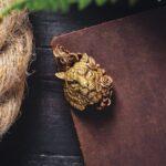 Phlebodium aureum : découvrez la facilité de culture de cette fougère dorée découvrez golden fern, une plante élégante et lumineuse idéale pour sublimer votre intérieur. facile à entretenir, elle apporte une touche dorée et naturelle à votre décoration.