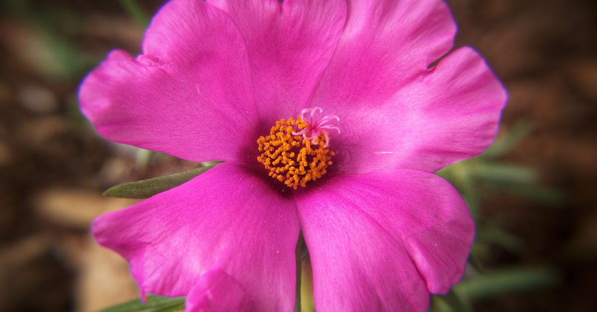 découvrez les meilleures plantes couvre-sol pour embellir votre jardin, limiter les mauvaises herbes et réduire l'entretien. conseils et idées pour un espace vert luxuriant toute l'année.