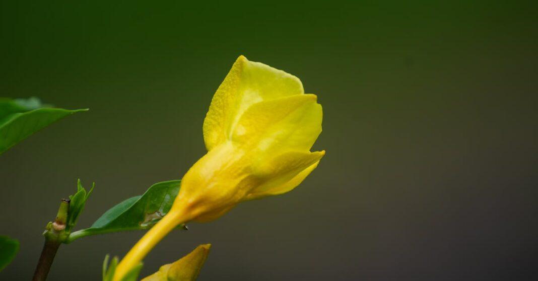 découvrez nos solutions de couvre-sol pour embellir et protéger votre jardin. plantes résistantes, entretien facile et conseils pour un espace vert impeccable toute l'année.