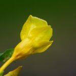 Découvrez 6 plantes couvre-sol en mousse pour embellir votre jardin découvrez nos solutions de couvre-sol pour embellir et protéger votre jardin. plantes résistantes, entretien facile et conseils pour un espace vert impeccable toute l'année.