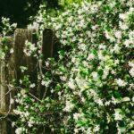 Jasmins : guide pratique pour la plantation et le soin de ces plantes envoûtantes découvrez le jasmin, une plante parfumée aux fleurs délicates utilisée en parfumerie et en infusion. apprenez ses origines, ses bienfaits et conseils de culture pour profiter pleinement de son arôme envoûtant.