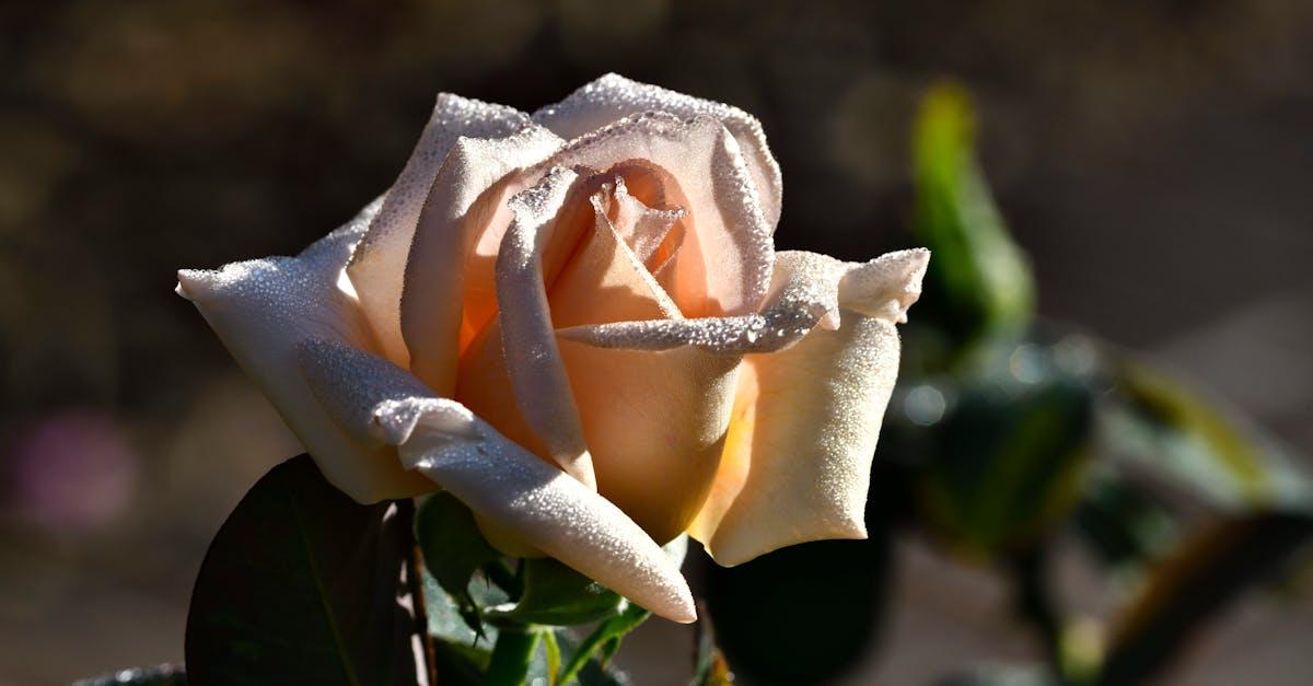 découvrez l'art japonais du kokedama : créez des plantes suspendues originales et élégantes, faciles à réaliser pour sublimer votre intérieur avec une touche naturelle et zen.