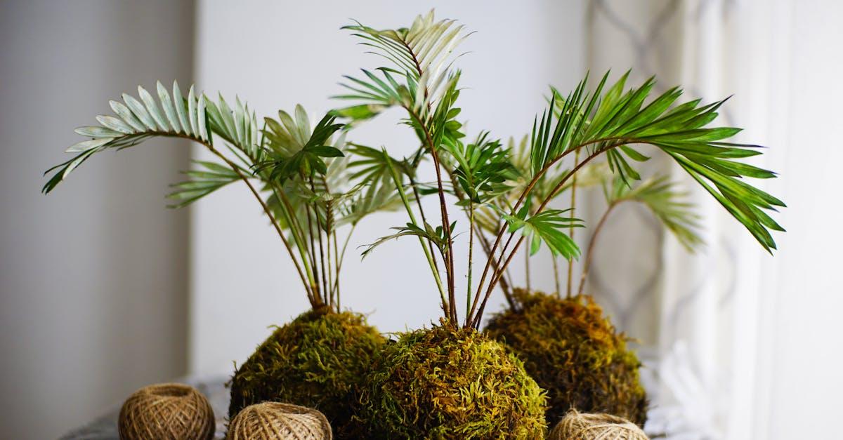 découvrez l'art japonais du kokedama : une technique végétale originale pour créer des boules de mousse végétale décoratives. idéale pour apporter une touche zen et naturelle à votre intérieur ou votre jardin.