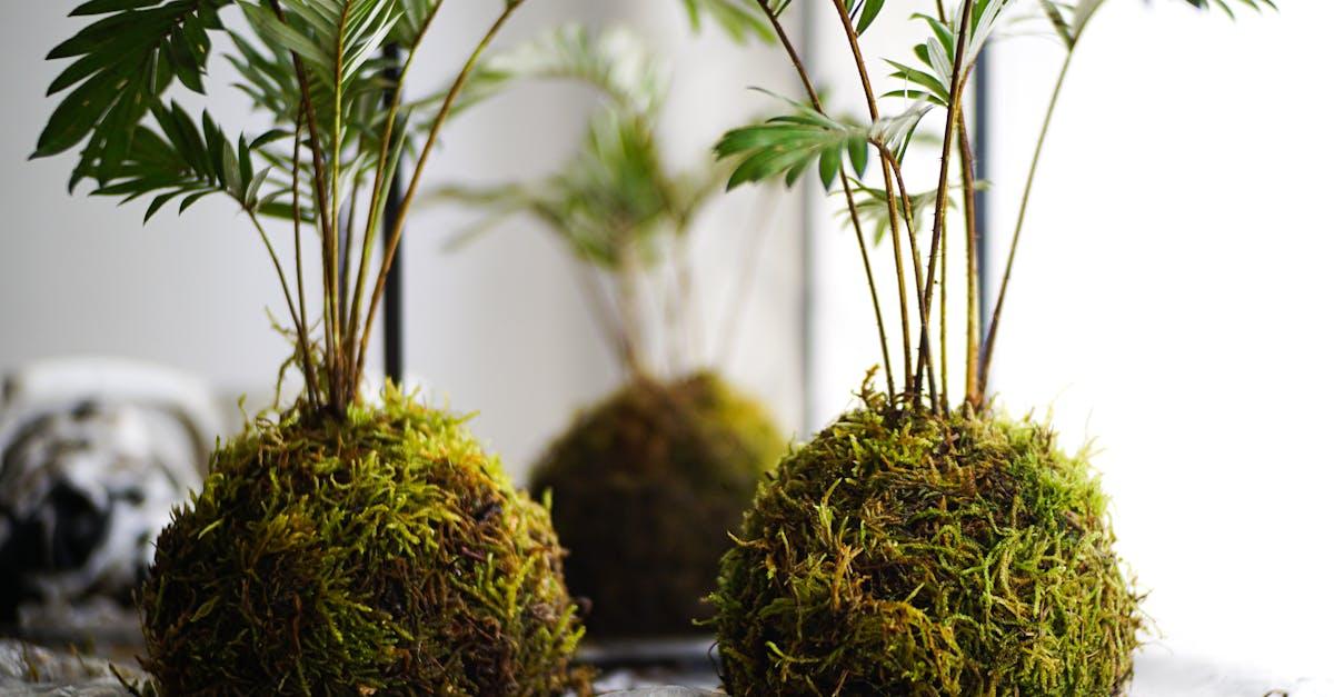 découvrez l’art du kokedama, une technique japonaise originale de mise en valeur des plantes en sphères de mousse. idéale pour décorer votre intérieur de façon naturelle, moderne et zen. conseils, entretien et idées créatives.