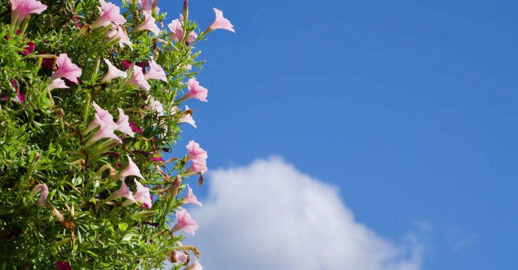 découvrez le jardinage lunaire : apprenez comment les phases de la lune influencent la croissance des plantes, les meilleures périodes pour semer, planter et récolter, et optimisez votre potager grâce aux conseils du calendrier lunaire.