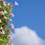 Cultiver en harmonie avec les phases lunaires découvrez le jardinage lunaire : apprenez comment les phases de la lune influencent la croissance des plantes, les meilleures périodes pour semer, planter et récolter, et optimisez votre potager grâce aux conseils du calendrier lunaire.