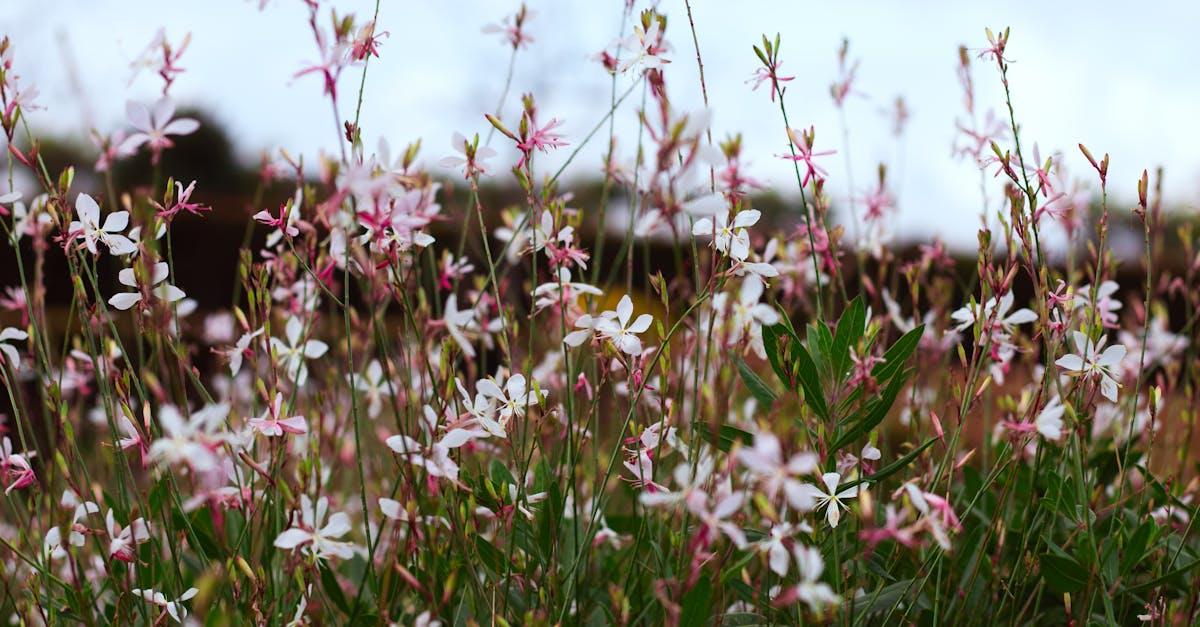 découvrez le jardinage lunaire : une méthode ancestrale qui consiste à cultiver son jardin en harmonie avec les cycles de la lune pour stimuler la croissance et la santé des plantes. conseils et astuces pour optimiser vos récoltes naturellement.
