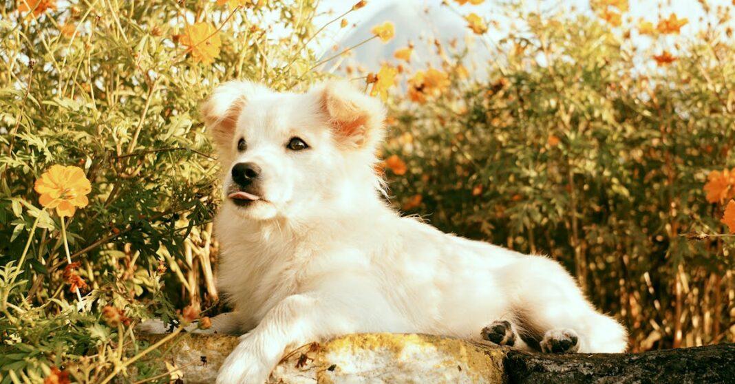 découvrez les soucis, appelés marigolds en anglais, leurs caractéristiques, bienfaits pour le jardin, conseils de culture et astuces pour profiter de leurs couleurs éclatantes toute la saison.