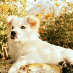 Comment réussir la culture des tagètes et des œillets d'Inde découvrez les soucis, appelés marigolds en anglais, leurs caractéristiques, bienfaits pour le jardin, conseils de culture et astuces pour profiter de leurs couleurs éclatantes toute la saison.