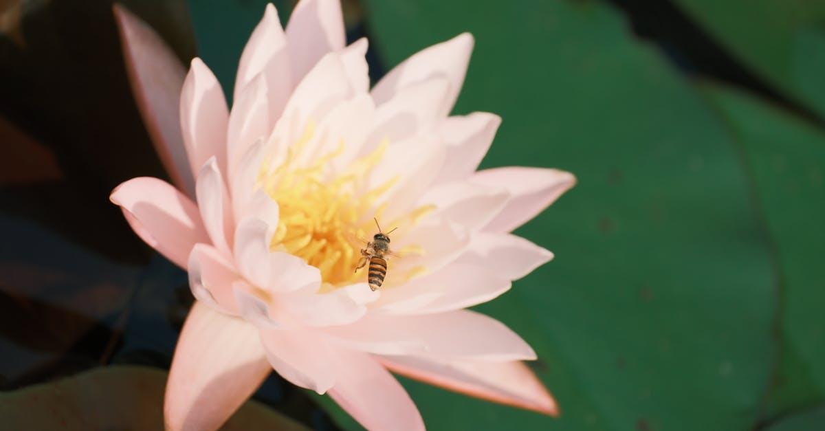 découvrez le mini-pond, une solution compacte et esthétique pour aménager facilement un petit bassin d'eau dans votre jardin, terrasse ou balcon. conseils d'installation et d'entretien pour un espace aquatique harmonieux.
