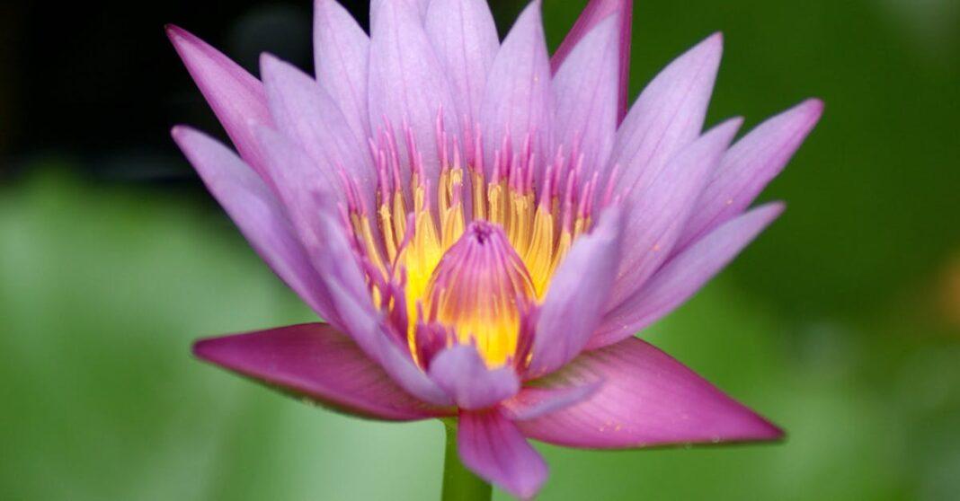 découvrez le mini-pond, une solution pratique et esthétique pour intégrer un petit bassin d'eau dans votre jardin ou sur votre terrasse. profitez d'un écosystème miniature et facile à entretenir, idéal pour apporter une touche de nature chez vous.