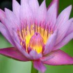 Fabriquez un mini-bassin en seulement 2 heures découvrez le mini-pond, une solution pratique et esthétique pour intégrer un petit bassin d'eau dans votre jardin ou sur votre terrasse. profitez d'un écosystème miniature et facile à entretenir, idéal pour apporter une touche de nature chez vous.