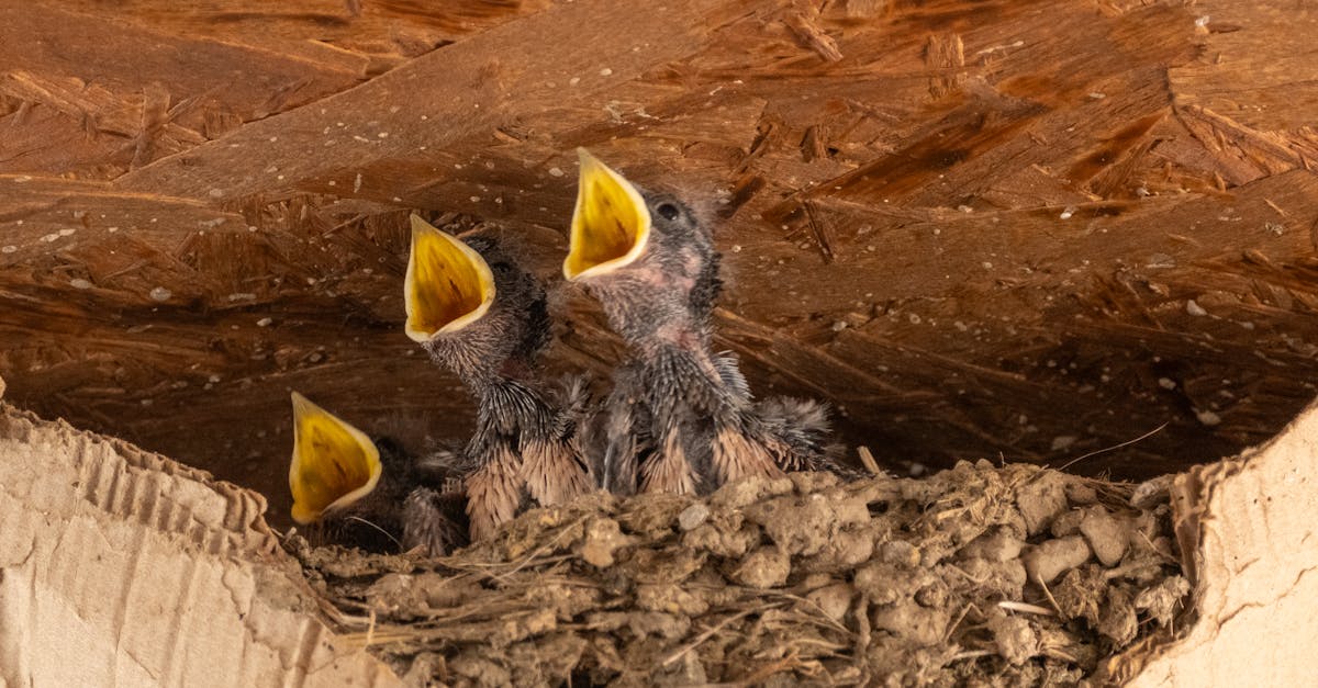 découvrez tout sur les nestlings : leur développement, leur alimentation, et comment prendre soin de ces jeunes oiseaux dans leur nid. guide complet pour passionnés d’ornithologie !