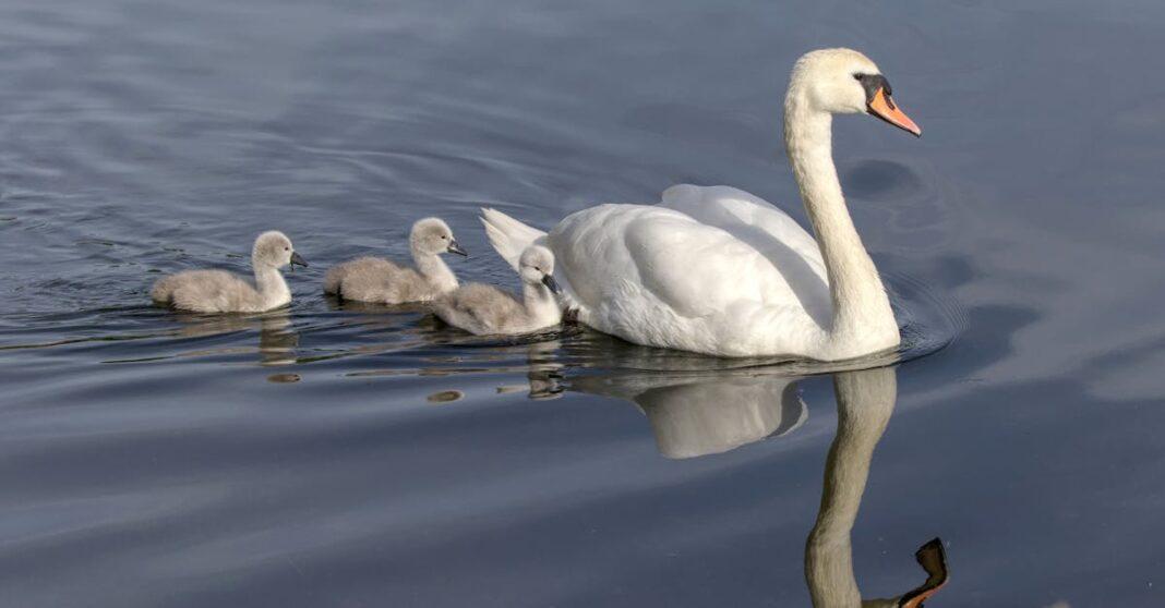 découvrez tout sur les nestlings : définition, développement, alimentation et conseils pour protéger ces oisillons au début de leur vie. informations essentielles pour passionnés d’ornithologie et amateurs de nature.