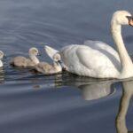 Comment secourir les oisillons qui ont quitté leur nid ? découvrez tout sur les nestlings : définition, développement, alimentation et conseils pour protéger ces oisillons au début de leur vie. informations essentielles pour passionnés d’ornithologie et amateurs de nature.