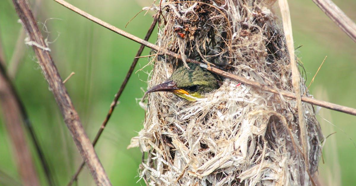 découvrez tout sur les nestlings : définition, développement et soins aux oisillons dès leur naissance. guide complet pour reconnaître et aider les jeunes oiseaux.