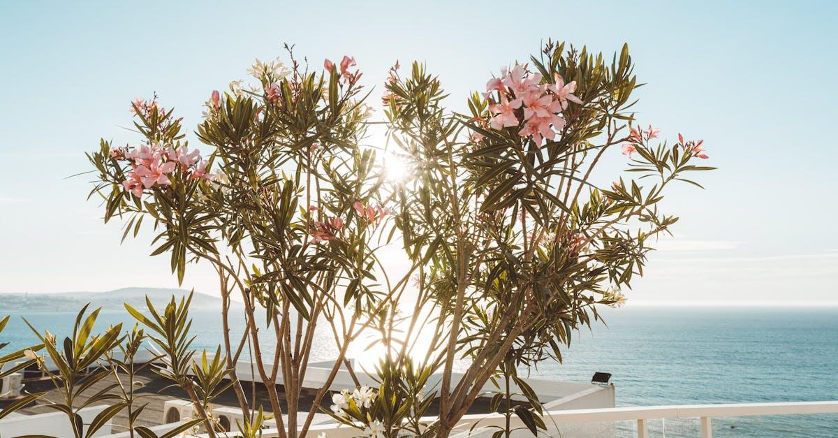 découvrez l'oleander, aussi connu sous le nom de laurier-rose : une plante méditerranéenne élégante, appréciée pour ses fleurs colorées et sa résistance, mais exigeant précautions en raison de sa toxicité.