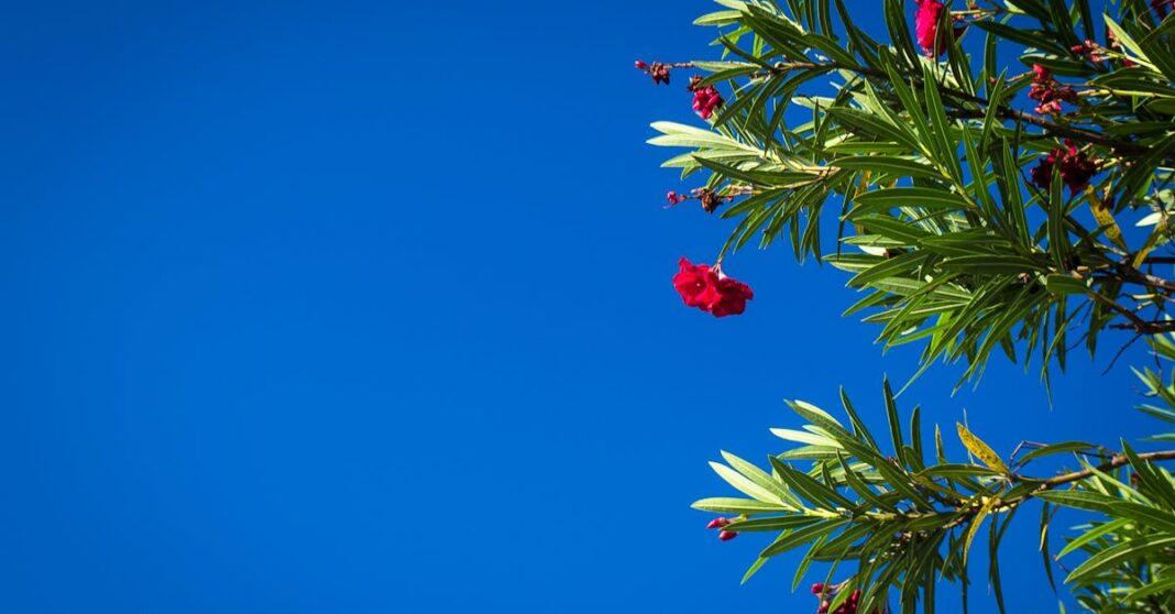 découvrez tout sur le laurier-rose (oleander) : ses caractéristiques, ses utilisations décoratives et ses précautions d’entretien. apprenez à cultiver et à entretenir cette plante méditerranéenne dans votre jardin.