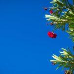 Comment réussir la plantation d'un laurier-rose dans votre jardin découvrez tout sur le laurier-rose (oleander) : ses caractéristiques, ses utilisations décoratives et ses précautions d’entretien. apprenez à cultiver et à entretenir cette plante méditerranéenne dans votre jardin.