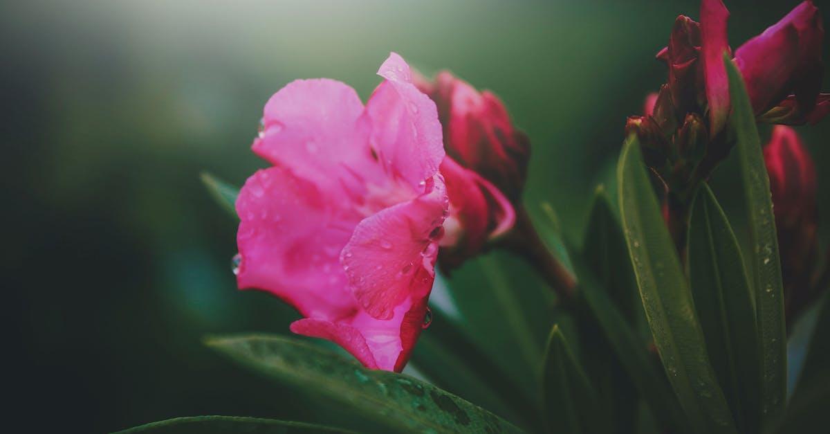 découvrez tout sur l'oleander, également connu sous le nom de laurier-rose : ses caractéristiques, son entretien, ses utilisations dans le jardin et les précautions à prendre en raison de sa toxicité.