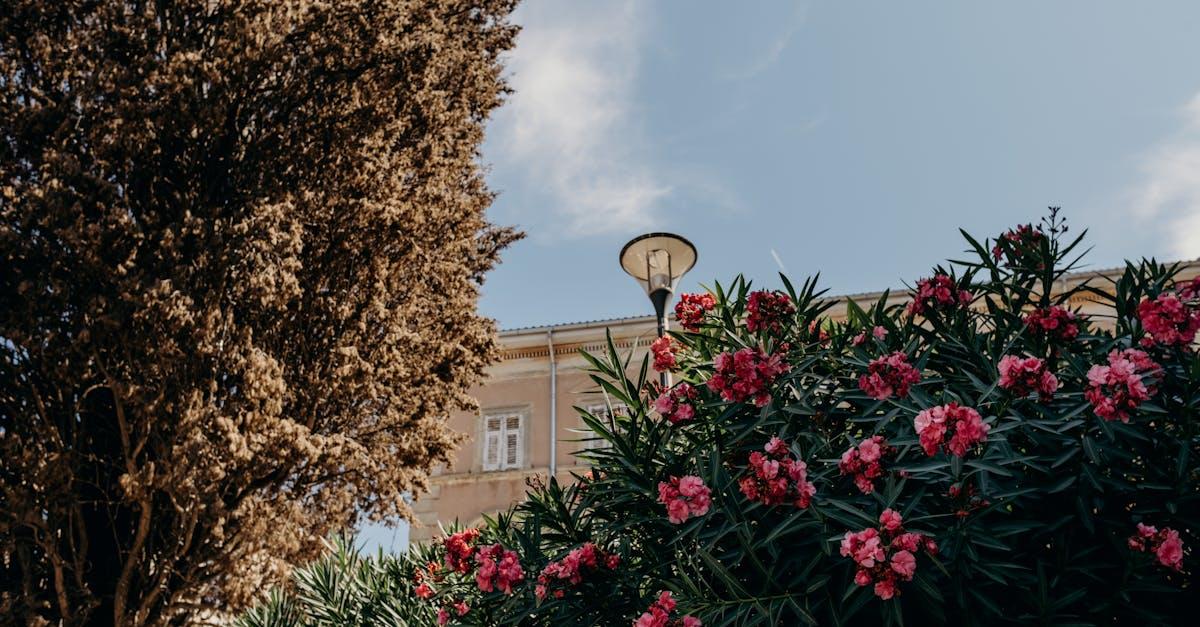 découvrez tout sur l'oleander, un arbuste ornemental populaire pour ses fleurs colorées et son feuillage persistant. conseils d'entretien, précautions et utilisations dans votre jardin.