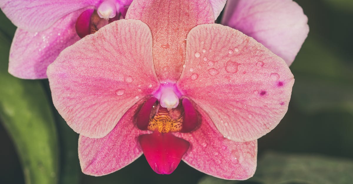 découvrez tout sur les orchidées : conseils d’entretien, variétés populaires, astuces pour une floraison réussie et secrets pour des plantes en pleine santé.